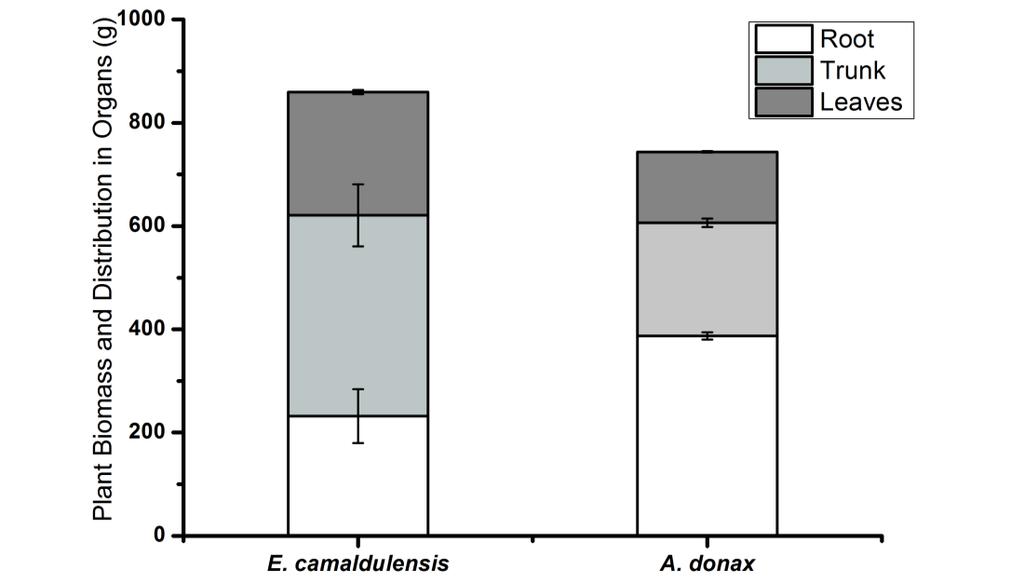 χιμα 3.2 Παραγωγι βιομάηασ (g) και κατανομι αυτισ τθσ αφξθςθσ ανάμεςα ςτα φυτικά μζρθ ςτο E. Camaldulensis και το A.