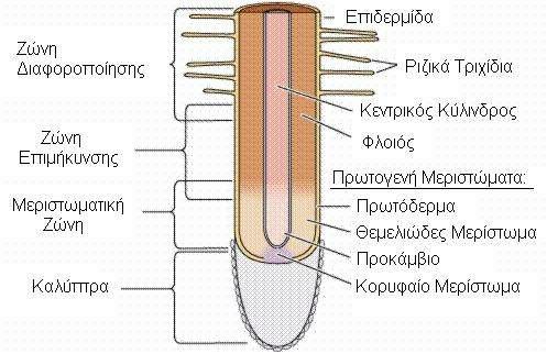 1.5.1 Ανατοµία, µορφολογία και ανάπτυξη της ρίζας Παραδοσιακά, η κατά µήκος δοµή της ρίζας διακρίνεται σε αναπτυξιακές ζώνες, οι οποίες καθορίζονται από τα ιδιαίτερα χαρακτηριστικά των κυττάρων που