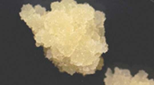 01mM indole-acetic acid, a root developed in the dark at 28 o C on paper sheets soaked with 0.