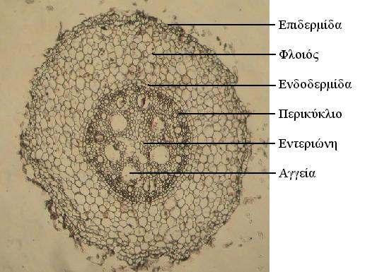 επιµήκυνσης, : ζώνη διαφοροποίησης) [Representative transversal sections of meristematic, elongation and differentiation zone of the root] 2