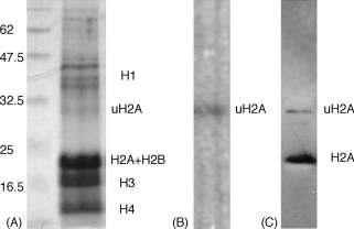 A. Alatzas, A. Foundouli / Plant Science 171 (2006) 481 487 483 were transferred using buffer containing 25 mm Tris HCl ph 8.