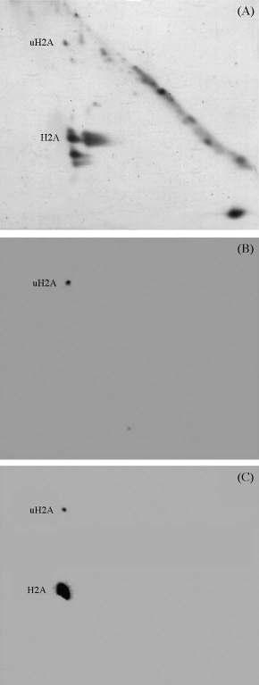 484 A. Alatzas, A. Foundouli / Plant Science 171 (2006) 48