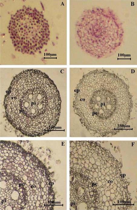 A. Alatzas, A. Foundouli / Plant Science 171 (2006) 481 487 485 Fig. 5.