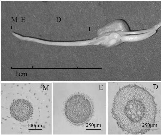 ALATZAS ET AL. Biol Res 41, 2008, 205-215 207 with Buffer A (without Arabic gum and Triton X-100), centrifuged at 900g and afterwards were suspended in TBS (10 mm Tris-HCl ph 7.