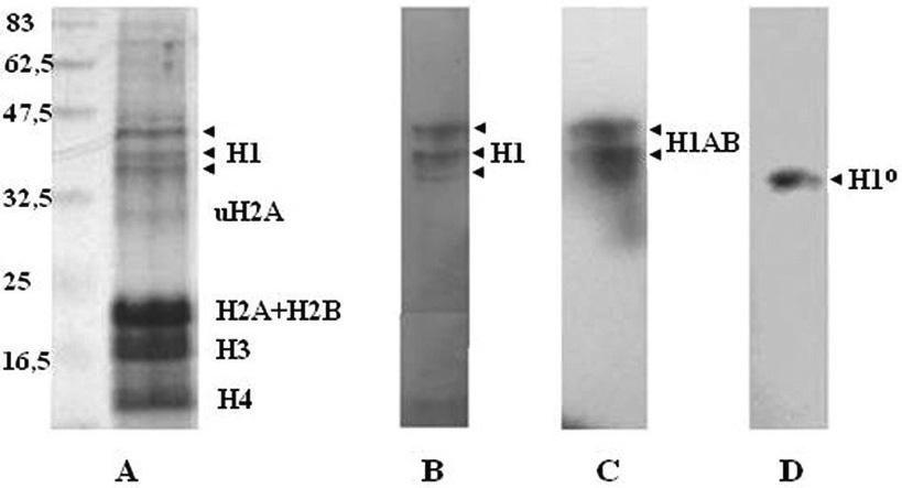 ALATZAS ET AL. Biol Res 41, 2008, 205-215 209 lysine (Mol. Wt. 30,000-70,000, Sigma) in 10 mm Tris-HCl, ph=8).