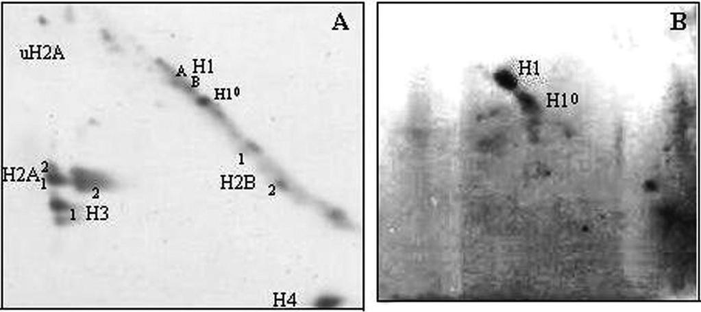 210 ALATZAS ET AL. Biol Res 41, 2008, 205-215 Figure 3: A representative two-dimensional AUT/AUC-PAGE gel (A) and immunoblotting detection of histone H1 (B).
