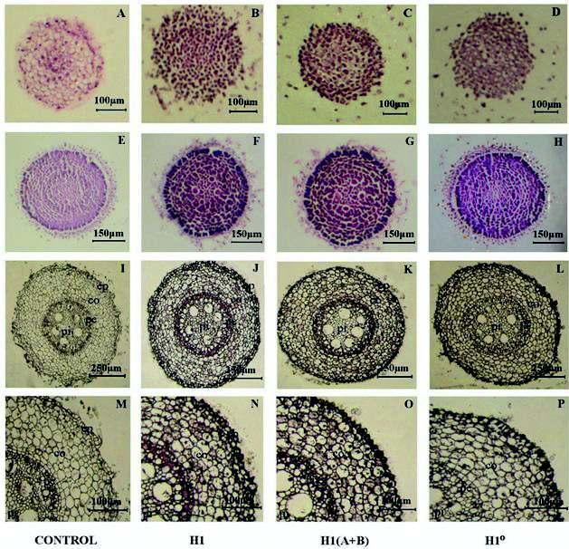 212 ALATZAS ET AL. Biol Res 41, 2008, 205-215 zones treated with anti-h1 0 antibodies (Fig. 5D and H) compared to those treated with total H1 and H1(A+B) antibodies (Fig. 5B, C, F and G).
