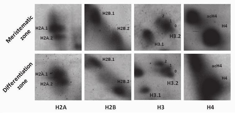 ALATZAS & FOUNDOULI Biol Res 42, 2009, 445-460 451 analyzed by means of Gel Pro Analyzer 3.