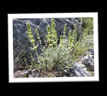 4 Μέτρα για την προστασία αρωματικών φυτών της προστατευόμενης περιοχής «Τσάι του βουνού» Sideritis clandestina subsp. clandestina στον Πάρνωνα (εικόνες πάνω και κάτω).