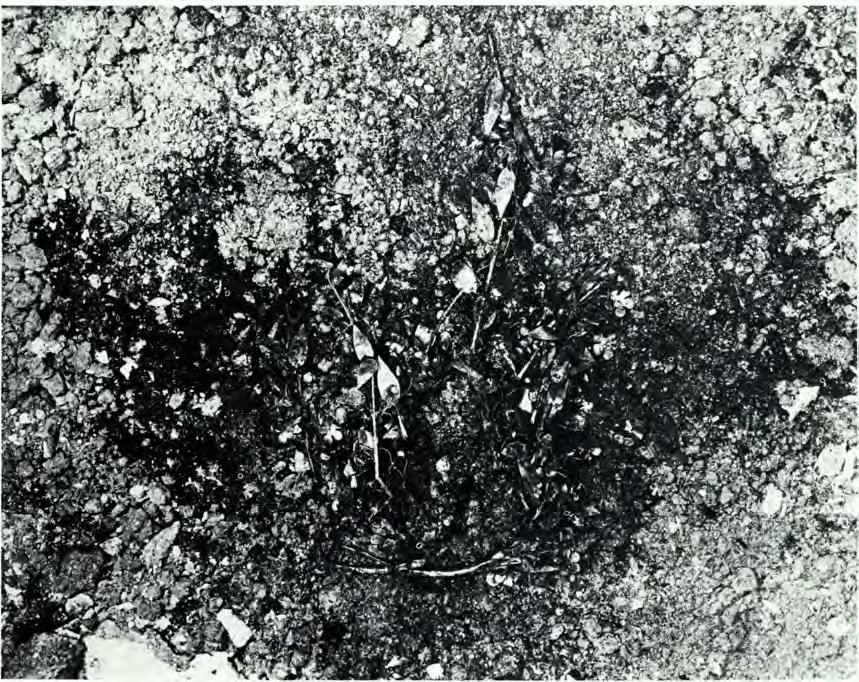 It is more carefully made than the sarcophagus in the chamber and it is not square but rectangular ( 1.01 X 0.56, 0.68 m. high ).