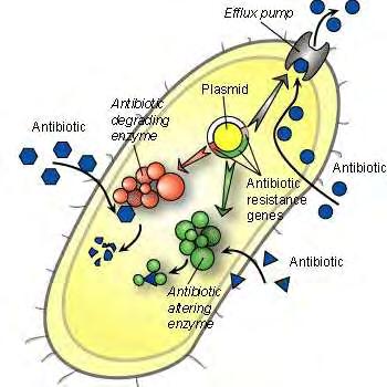 με μείωση της διαπερατότητας της κυτταρικής μεμβράνης από το αντιβιοτικό. με ενεργητική εκροή (efflux) του αντιβιοτικού (π.χ. φθοριοκινολόνες) από το κύτταρο.