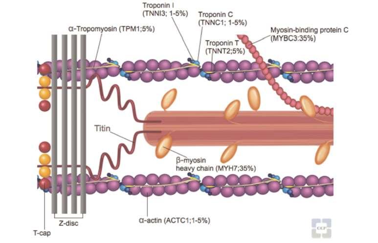 Sarcomere and myofilament diagram