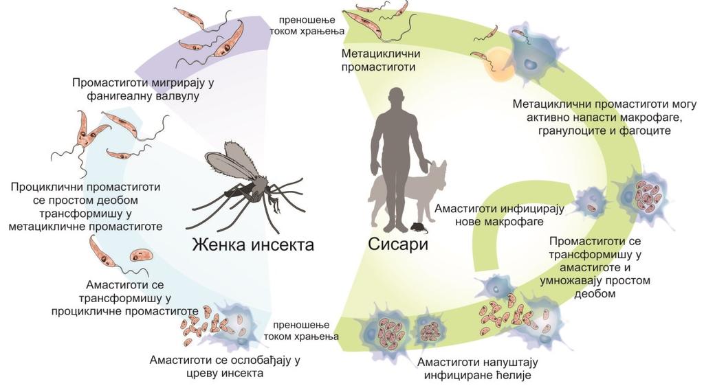 Увод доводи до масовне инфекције и паразити се диференцирају у метацикличне промастиготе.