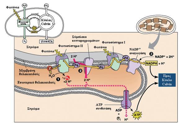 11 Αποτελζςματα φωτεινισ φάςθσ 1. Φωςφορυλίςωςθ τθσ ADP ςε ΑΣΡ 2. Αναγωγι τθε ΝΑDP ςε NADPH 3.