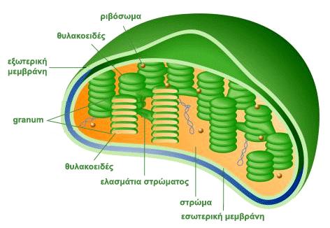2 ΕΝΟΣΘΣΑ 6: ΑΤΣΟΣΡΟΦΙΚΘ ΔΙΑΣΡΟΦΘ 6.3 ΣΟ ΦΤΛΛΟ ΚΑΙ ΟΙ ΧΛΩΡΟΠΛΑΣΕ Η φωτοςφνκεςθ γίνεται ςτουσ χλωροπλάςτεσ. Οι χλωροπλάςτεσ είναι ζνα οργανίδιο του φυτικοφ κυττάρου.