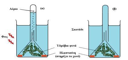6 χθματιςμόσ οξυγόνου κατα τθ φωτοςφνκεςθ Πϊσ μποροφμε να αποδείξουμε οτι το αζριο που παράγεται κατα τθν διαδικαςία τθσ φωτοςφνκεςθσ είναι το οξυγόνο και όχι κάποιο άλλο; Παίρνουμε ζνα δοχείο και