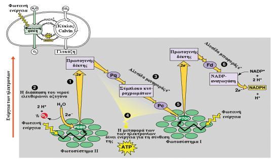 8 Φωτεινι φάςθ Η χλωροφφλλθ αρ680 που βρίςκεται ςτο φωτοςφςτθμα ΙΙ και θ χλωροφφλλθ αρ700 που βρίςκεται ςτο φωτοςφςτθμα Ι δζχονται φωσ, απορροφοφν φωτόνια, διεγείρονται (ιονίηονται) και αποβάλλουν