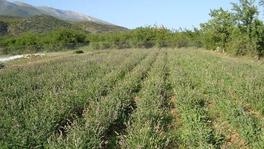 ΒΙΟΛΟΓΙΚΟ ΦΑΣΚΟΜΗΛΟ