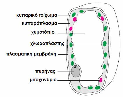 Χυμοτόπιο : Αποθήκη νερού, αλάτων και άλλων ουσιών του φυτικού κυττάρου. Ερώτηση 1 σελ. 24 σχολικού βιβλίου Εκεί γίνεται η φωτοσύνθεση χλωροπλάστης.