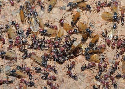 Ξαφνικά όμως η φύση δίνει το "σήμα".δεν ξέρουμε ακόμα τί ακριβώς είναι αυτό το "σήμα". Οι στρατιώτες υποχωρούν και σπρώχνουν τα φτερωτά μυρμήγκια προς τις εξόδους.