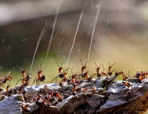 Ένα μυρμήγκι εργάτης ζει κατά μέσο όρο 6 12 εβδομάδες, υπηρετώντας στην αποικία όπου ανήκει. Η βασίλισσα ζει ακόμα και δεκαετίες, ασχολούμενη αποκλειστικά με το ζευγάρωμα και τη φροντίδα των αβγών.
