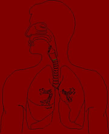 Το αναπνευστικό σύστημα διαχωρίζεται στις παρακάτω περιοχές.