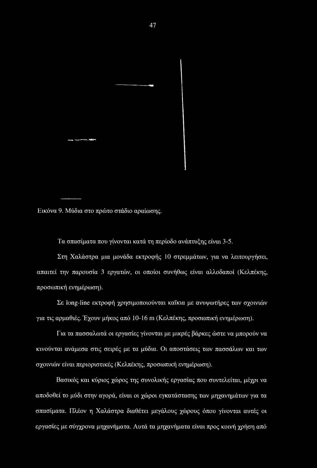 47 Εικόνα 9. Μύδια στο πρώτο στάδιο αραίωσης. Τα σπασίματα που γίνονται κατά τη περίοδο ανάπτυξης είναι 3-5.