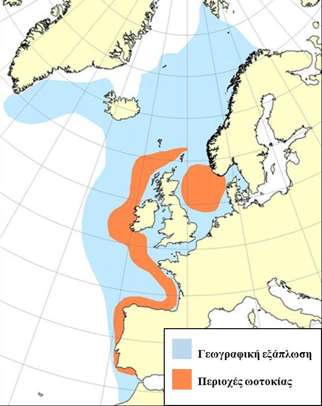 εκτιμάται ότι είναι 66 cm, αν και οι συλλήψεις ατόμων μεγαλύτερων από 60 cm (TL) σπανίζουν (ICES 2016).