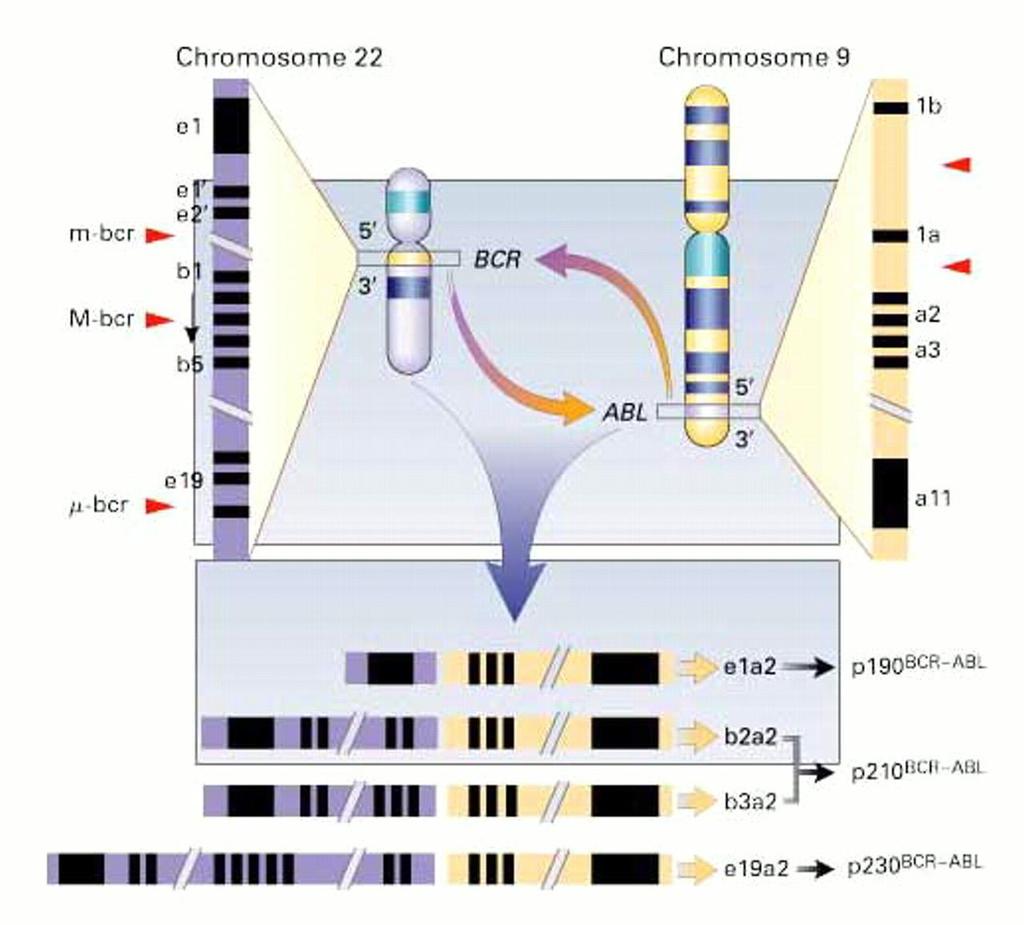 The Translocation of t(9;22)(q34;q11) in CML