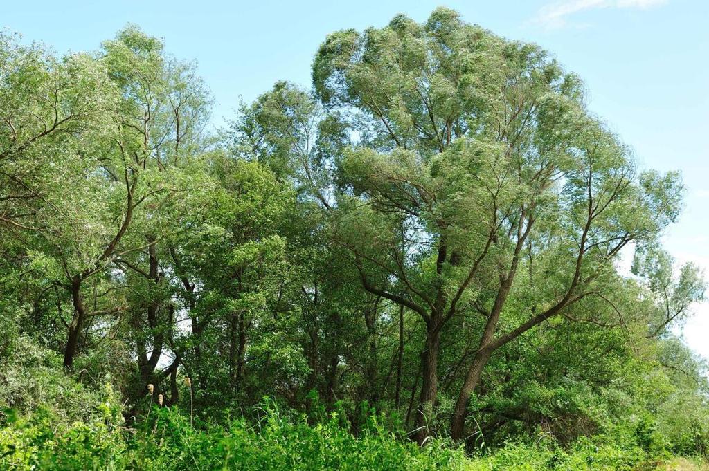 Πληροφοριακό Δελτίο τύπου οικοτόπου 92A0 Στοές με Salix alba και Populus alba - Salix alba and Populus alba galleries Περιγραφή Ο τύπος οικοτόπου περιλαμβάνει παραποτάμια δάση-στοές, στα οποία