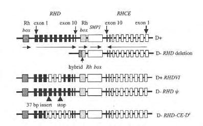 Προσδιορισμός Rhesus Ο προσδιορισμός Rhesus του εμβρύου από cffdna μητρικού πλάσματος επιτεύχθηκε για πρώτη φορά από τους Lo et al. (1998) 