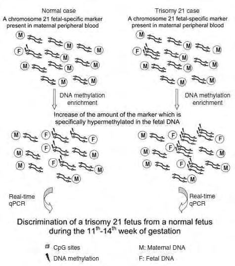 Εικόνα 18. Σχηματική αναπαράσταση της προσέγγισης που βασίζεται στην αναλογία εμβρυϊκού μεθυλιωμένου DNA.