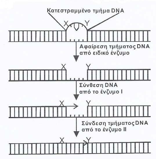 Ασκήσεις 2 ου ΚΕΦΑΛΑΙΟΥ 1. Να αντιστοιχίσετε σωστά τον κάθε αριθμό της στήλης Ι με ένα μόνο γράμμα, Α ή Β ή Γ, της στήλης ΙΙ, με βάση τη δράση των ενζύμων της στήλης Ι. 1. DNA δεσμάση 2.