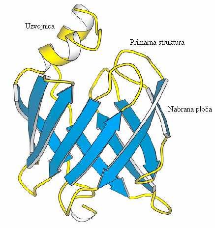 35 5.1.3. Tercijarna struktura je zastupljena kod globularnih proteina. Ona nastaje uslijed blizine aminokiselinskih R ostataka u samoj proteinskoj molekuli.