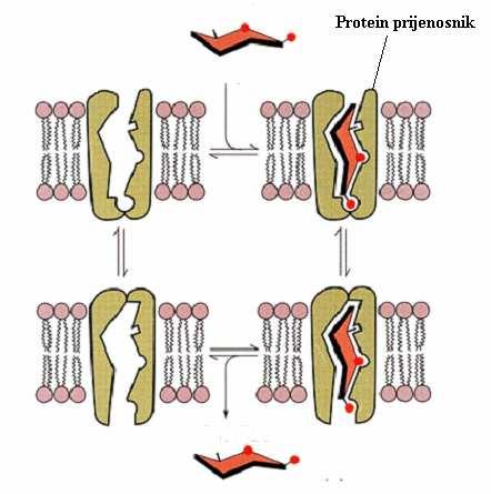 97 b) Prijenos pomoću nosača temelji se na specifičnom djelovanju molekule koja se prenosi s nekim prijenosnikom (integralnim membranskim proteinom) koji olakšava prijenos.