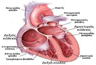 Όπως αναφέρθηκε και παραπάνω, ο προσδιορισμός των δεικτών του οξειδωτικού στρες διεξήχθη στην καρδιά και στον τετρακέφαλο, όργανα τα οποία είναι ζωτικής σημασίας.