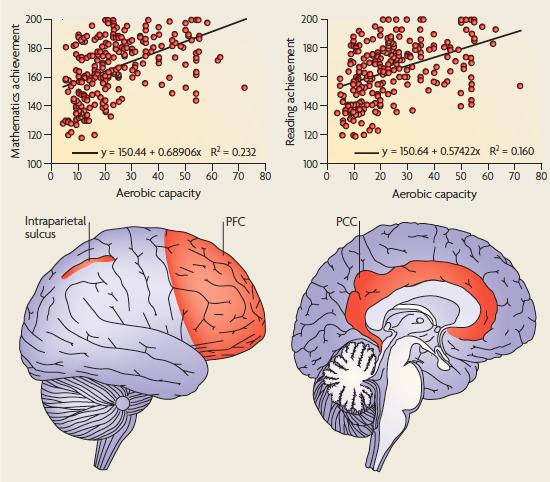 BE SMART, EXERCISE YOUR HEART: EXERCISE EFFECTS ON BRAIN AND COGNITION CHARLES H. HILLMAN, KIRK I. ERICKSON & ARTHUR F.