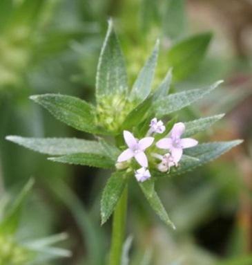 Madder Anchusa