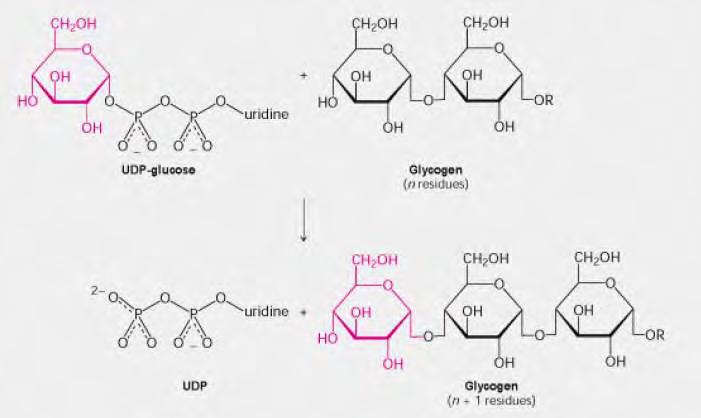 Σχήμα 7: Σύνθεση του γλυκογόνου [Stryer, 1997] Η GS μεταφέρει μόρια γλυκόζης από την ουριδινοδιφωσφορική γλυκόζη (UDP-Glc) σε μια αλυσίδα α-1,4-πολυγλυκόζης, με ελάχιστο αριθμό μορίων ίσο με 4,