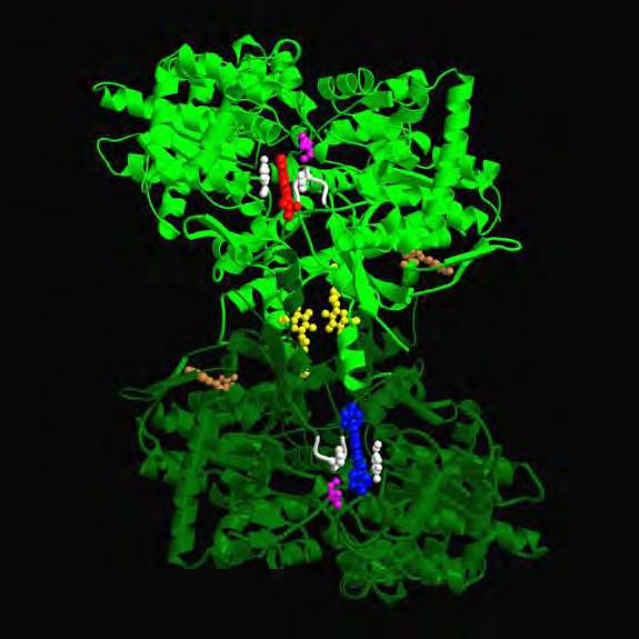 Εικόνα 2: Απεικόνιση της δομής της φωσφορυλάσης γλυκογόνου, που αποτελεί στόχο για το σχεδιασμό αντι-υπογλυκαιμικών φαρμάκων, ως προς τον άξονα συμμετρίας 2ης τάξης.