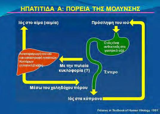 Εικόνα 2: Συμβάματα που ακολουθούν τη μόλυνση με HAV 1.3.