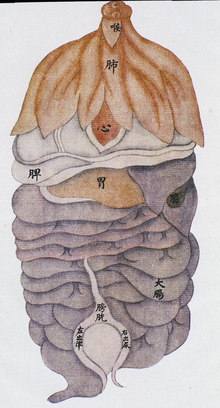 Anatomical drawing of the human viscera, front view, from Renti jingmai tu (Illustrations of the Channels of the Human Body), a manuscript text executed during the Kangxi