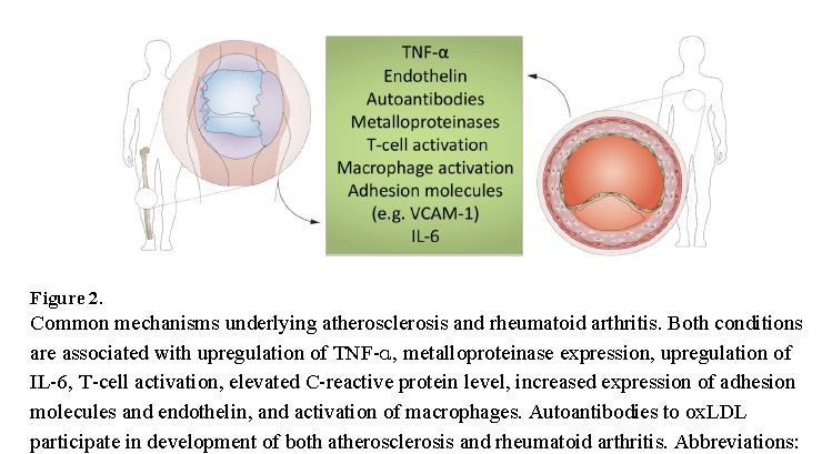 Vascular rheumatology Role of inflammation in