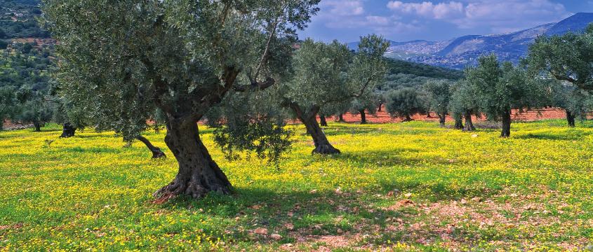 από το διεθνές αεροδρόμιο της Αθήνας) και λειτουργούν με βάση τις υψηλές προδιαγραφές ποιότητας ISO 9001, ISO 22000 και FSSC 22000.