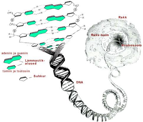 P Populasioonigeneeika genoüüpide asemel I POPULATSIOONIGENEETIKA GENOTÜÜPIDE TASEMEL. Geneeilise informasiooni molekulaarne kodeerimine.