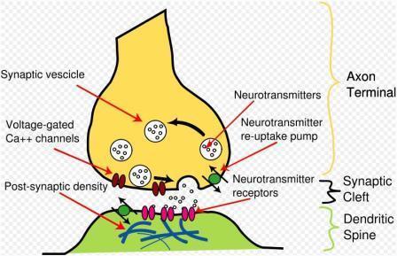 Η διαδικασία δημιουργίας μιας χημικής σύναψης έχει ως εξής: αρκετά δυναμικά ενεργείας που ταξιδεύουν στον άξονα του νευρώνα και φθάνουν στην προσυναπτική περιοχή, αναγκάζουν να περάσει αρκετή