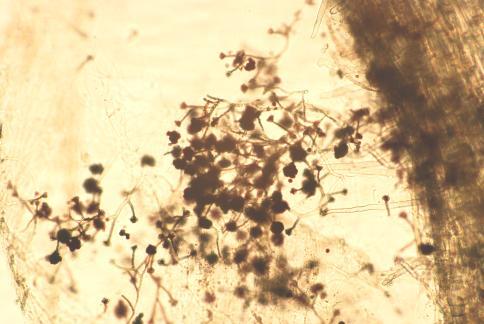 Φωτογραφία 11. Εντόπιος μύκητας (σαπρομύκητας). ΥΠΟΛΟΓΙΣΜΟΣ ΑΠΟΙΚΙΣΜΟΥ ΜΥΚΟΡΡΙΖΩΝ ΣΕ ΤΑΞΕΙΣ ΑΠΟ 0 ΕΩΣ 5 Πίνακας 12.