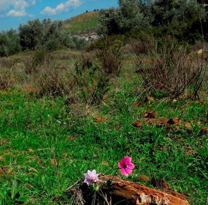 καιτοπικές κοινωνίες