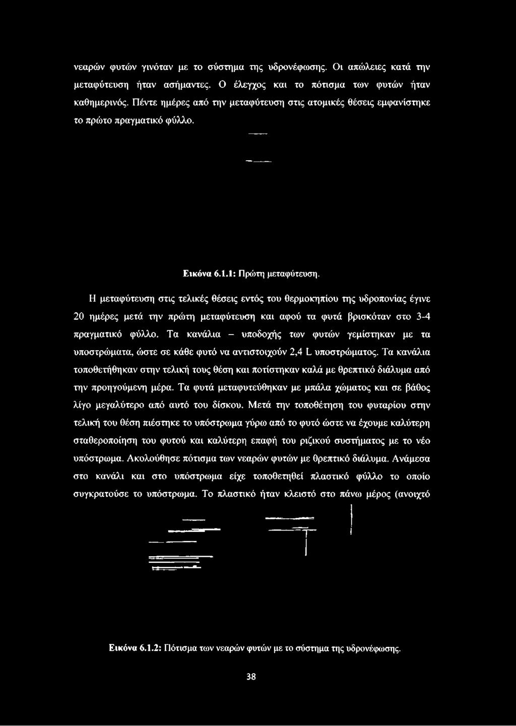 Η μεταφύτευση στις τελικές θέσεις εντός του θερμοκηπίου της υδροπονίας έγινε 20 ημέρες μετά την πρώτη μεταφύτευση και αφού τα φυτά βρισκόταν στο 3-4