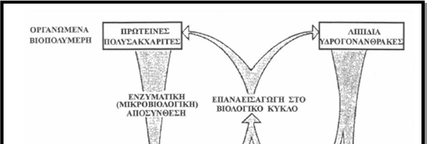 Κεφάλαιο 3 Η οργανική ύλη στα ιζήματα 3.1.1 Διαγένεση Η διαγένεση αποτελεί το πρώτο στάδιο μετασχηματισμού της οργανικής ύλης στα ιζήματα, όπου η οργανική ύλη υφίσταται σημαντικές μεταβολές. (Σχήμα 3.